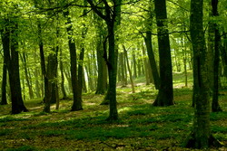 situatia sectorului forestier