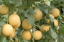 Cultura pepenilor galbeni in sera