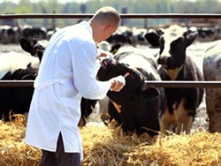 Actiuni ale serviciilor sanitare veterinare pentru realizarea Programului Strategic in anul 2016