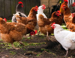 Bronsita Infectioasa Aviara