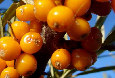 Catina o afacere de succes