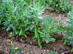 Cultivarea bobului pentru fertilizarea ecologica a solului