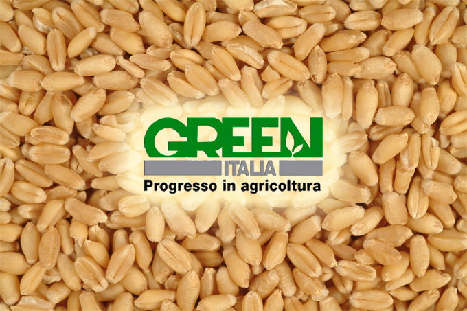 Fertilizarea ecologica a graului - Ingrasaminte Bio