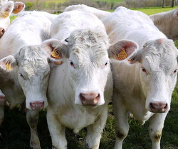 Sisteme intensive de ingrasare a taurinelor