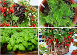 6 legume, fructe si plante aromatice care pot fi plantate in ghiveci