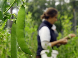 Locuri de munca sezoniere disponibile in 2016 in Danemarca si in Spania