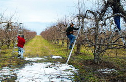 Lucrari de taiere in perioada de iarna la pomii fructiferi