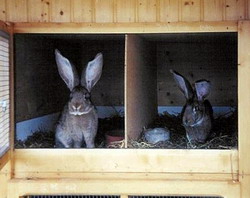 Microclimatul in adaposturile pentru iepuri