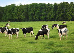 Pasunile din Satu Mare. Analizarea problemelor impreuna cu asociatiile crescatorilor de animale si consiliile locale