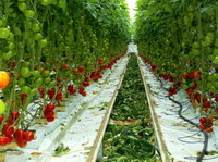 Productie combinata de tomate si pesti