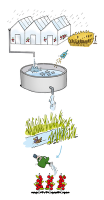 Productie combinata piscicultura si legumicultura