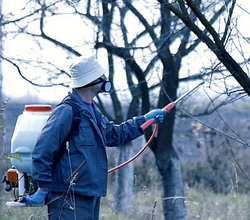 Tratamentele fitosanitare realizate in pomicultura in perioada repaosului vegetativ