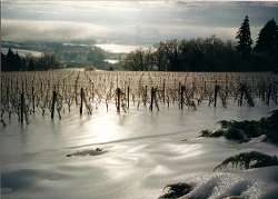 icy-vineyard-1