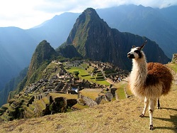 llama-machu-picchuopt