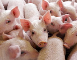 S-au realizat porci rezistenti la Sindromul Respirator si de Reproductie la Porcine (PRRS)