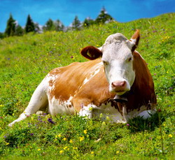 Rezultatele activitatii de reproductie si ameliorare a taurinelor din Bistrita-Nasaud in 2015