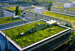 Acoperisuri verzi si pereti vii intr-un cartier aglomerat din Bucuresti