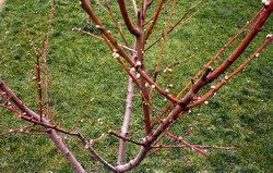 Tratamentul pentru combaterea bolilor de scoarta la speciile pomicole