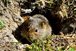 Combatere soareci de camp culturi agricole