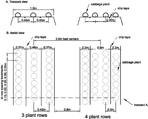 Cultivarea verzei - Sisteme de plasticultura