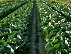 O productie imbunatatita de varza prin plasticultura