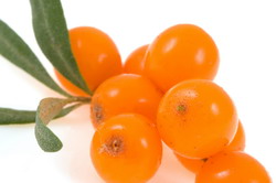 Cultura ecologica de catina