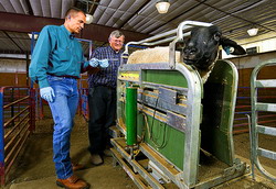 Cursuri de operator insamantari artificiale la animale in 2016