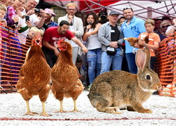 Expozitie de gaini si iepuri de rasa la Sibiu, in Piata Rahovei