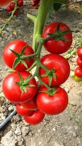 Ingrasaminte pentru cultura intensiva a rosiilor