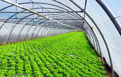 Gama completa de folie pentru solarii oferita de producatorul autohton Romcarbon