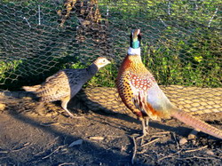 Productia de oua la fazani