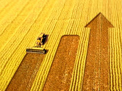 FAO: Productie mai mare si preturi mai scazute pentru cereale in 2016