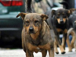 Recomandari privind gestionarea cainilor fara stapan