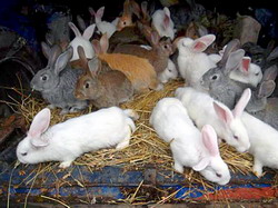 Sistemul semiintensiv de crestere a iepurilor