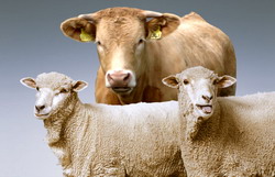 Solicitari adresate MADR de crescatorii de bovine si ovine