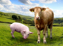 Ajutoare pentru crescatorii de vaci si de porci afectati de situatia economica actuala