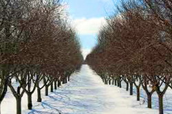 Tratamentul I de iarna, la pomii fructiferi