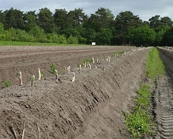 asperges-culture-mooste