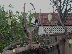 Taierile de productie la gutui