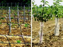 Material saditor: Oferta de pomi fructiferi si vita de vie altoite 2016