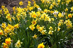 Narcisa alba si narcisa trompeta