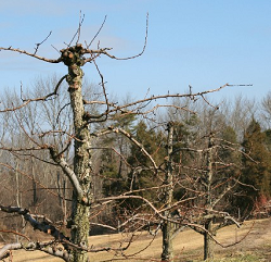 Taierile de productie la par