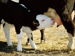 Cresterea viteilor sugari