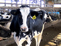 Romania va avea cea mai mare subventie pe cap de bovina din Uniunea Europeana