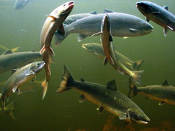 Dezbaterea “Accesarea fondurilor europene pentru pescuit si piscicultura 2014 – 2020”