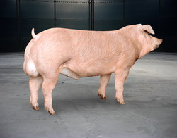 Cresterea vierilor de reproductie