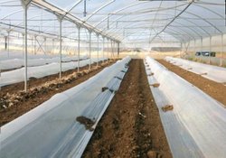 Cultivarea ardeiului - tunele solar