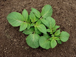 Plantatul cartofului