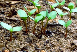 Semanatul inului pentru fibra si ulei