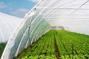 Fertilizarea legumelor in sere si solarii